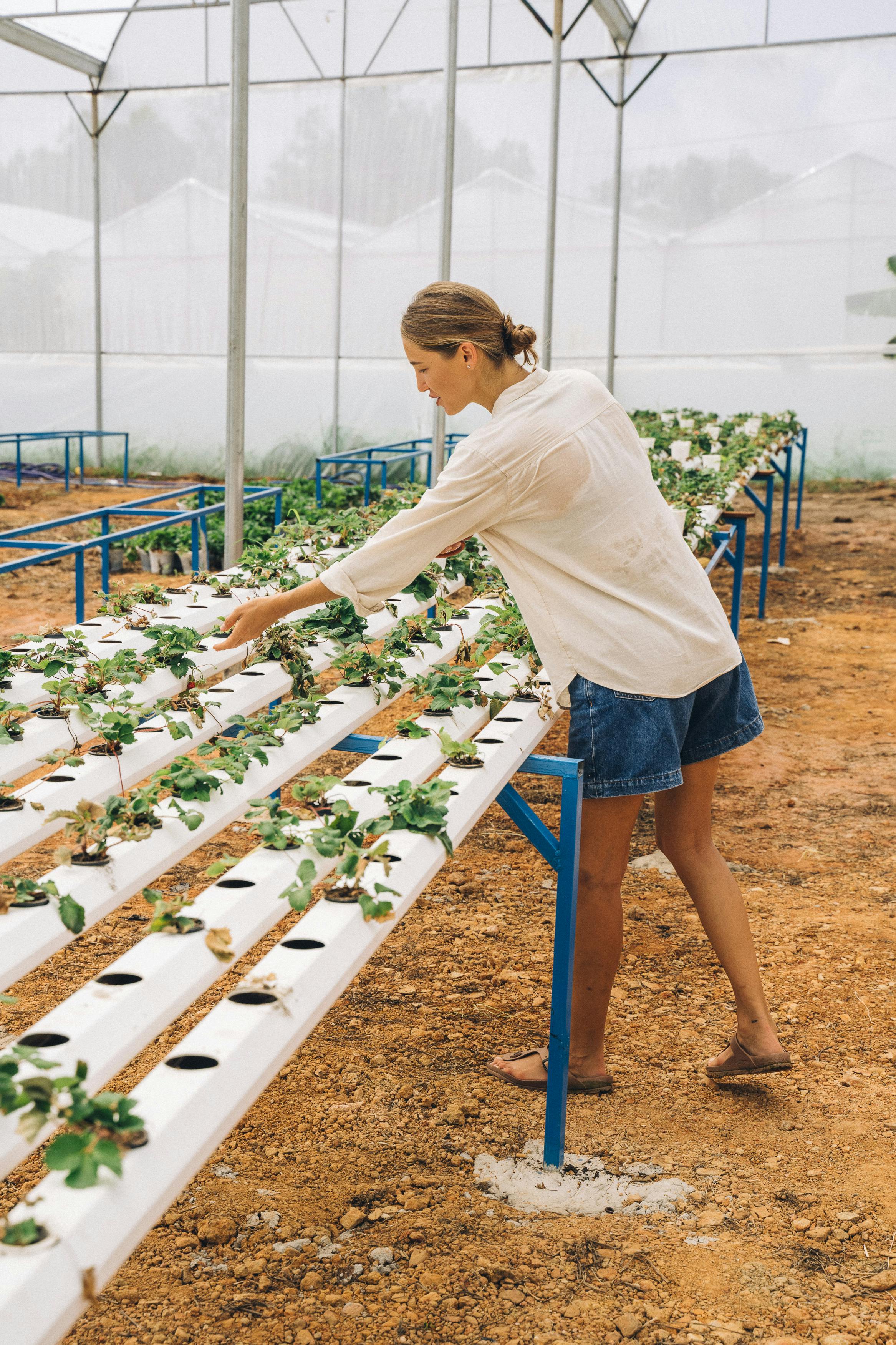 Hydroponic technology for urban agriculture along the Joe Louis Greenway